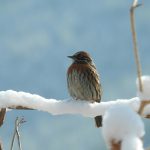 EMLV Investir dans la biodiversité
