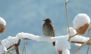 EMLV Investir dans la biodiversite 305x180 - Investir dans la biodiversité, entre conviction(s) et rendement(s) une tribune d'Imane El Ouadghiri